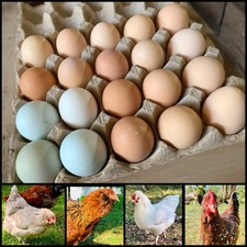 Barnyard mix fertile for sale  Amoret