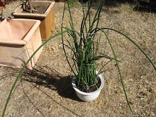 Sansevieria lancia pot for sale  San Francisco