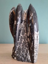 Orthoceras polished fossil for sale  HULL
