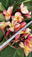 Rainbow remarkable hawaiian for sale  Honolulu