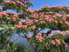 Mimosa silk tree for sale  Woodland Hills