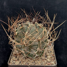 Astrophytum crassispinoides ä gebraucht kaufen  Michendorf