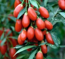 Goji berry seeds for sale  Copperas Cove