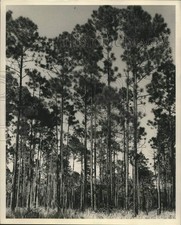 1960 Press Photo Linha grossa de pinheiros forrada na floresta na Louisiana comprar usado  Enviando para Brazil