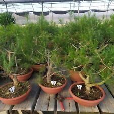 Prebonsai scelta sono usato  Manduria