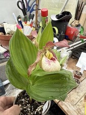 cypripedium for sale cypripedium for sale GLOUCESTER