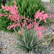 yucca plant for sale yucca plant for sale Kerens