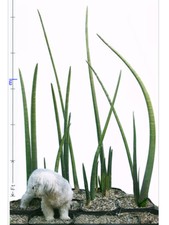 Sansevieria stuckyi zimbabwe for sale  Santa Monica