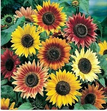 Seeds sunflower tall for sale Seeds sunflower tall for sale  READING