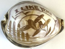 Vintage carved cowrie for sale  TORQUAY