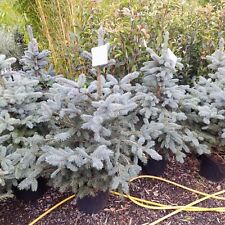 Picea pungens super for sale  EGHAM