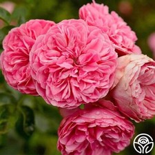 Leonard vinci rose for sale  Beaverton