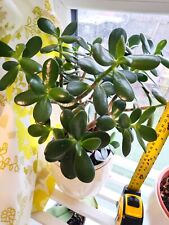 Large jade plant for sale  LONDON