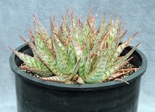 Dwarf delta dawn for sale  Sandy