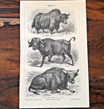 Alte lithographie rinder gebraucht kaufen  Monheim