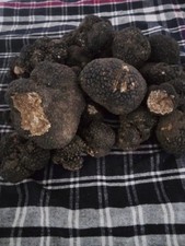 500 GR TARTUFO NERO SCORZONE ESTIVO FRESCO DI PRIMA SCELTA.100% ITALIANO comprar usado  Enviando para Brazil