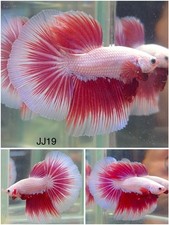 Male betta live for sale  Clemmons