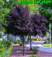 Purple leaf plum for sale  Corydon