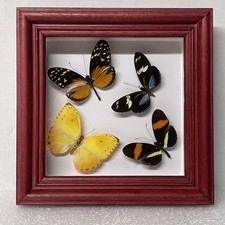 Vintage butterflies framed for sale  North Adams