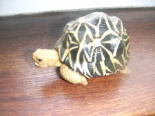 tortue naturalise d'occasion tortue naturalise d'occasion Florange