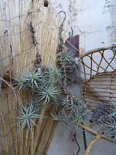 Lot tillandsia 3tiges d'occasion  Saint-Cyprien