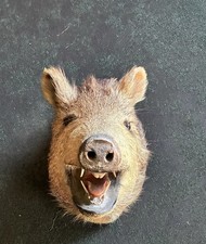 Wild bore head for sale  San Diego