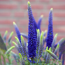 Veronica first glory for sale  UK