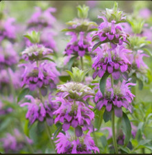 Lemon mint seeds for sale  Lakewood