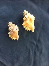 negozio conchiglie usato negozio conchiglie usato San Felice Circeo