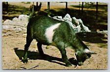 Animal pygmy goat for sale  Newton