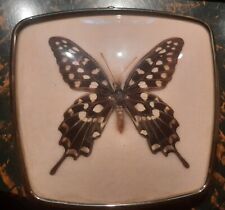 Schmetterling gerahmten bild gebraucht kaufen  Hildesheim