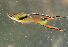Endler guppies choose for sale  San Lorenzo