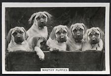 Mastiff puppies senior for sale  COLEFORD