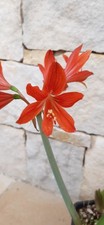 Hippeastrum ramboi bulbi usato  Bisceglie