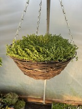 Fine leaved spreading for sale Fine leaved spreading for sale  STAFFORD