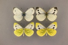 Set unusual wild for sale  OLDBURY