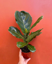 Ficus lyrata large for sale  Homestead