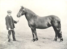 Horses.highland pony mare for sale  LONDON