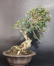 Bonsai olivastro wildolive usato  Cison di Valmarino