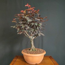 Pre bonsai prunus usato  San Pancrazio Salentino