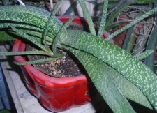 Spotted aloe plant for sale  Johnstown