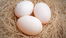 Duck eggs for sale  HAVERFORDWEST