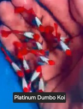 Rare dumbo koi for sale  Santa Clara