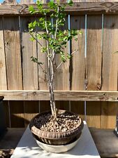 Awesome fantastic ginkgo for sale  Houston