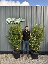 Griselinia littoralis 40l for sale  MACCLESFIELD