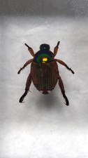 Small real bug for sale  MUCH HADHAM