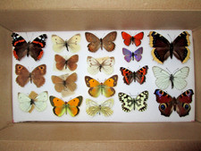 Collection british butterflies for sale Collection british butterflies for sale  WATERLOOVILLE