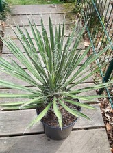 Yucca filifera ca gebraucht kaufen  Ennepetal