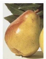 comice pear tree for sale  San Jose