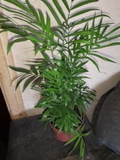Parlour palm chamaedorea for sale  SWINDON